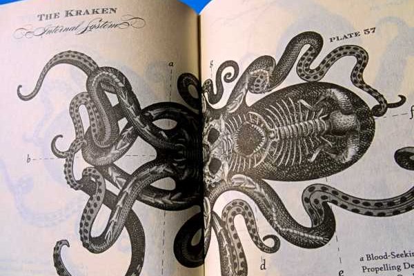 Kraken 19at